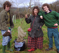 planting mulberry tree